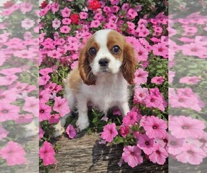 Cavalier King Charles Spaniel Puppy for sale in NILES, MI, USA