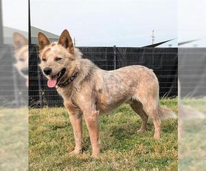 Texas Heeler-Unknown Mix Dogs for adoption in San Martin, CA, USA