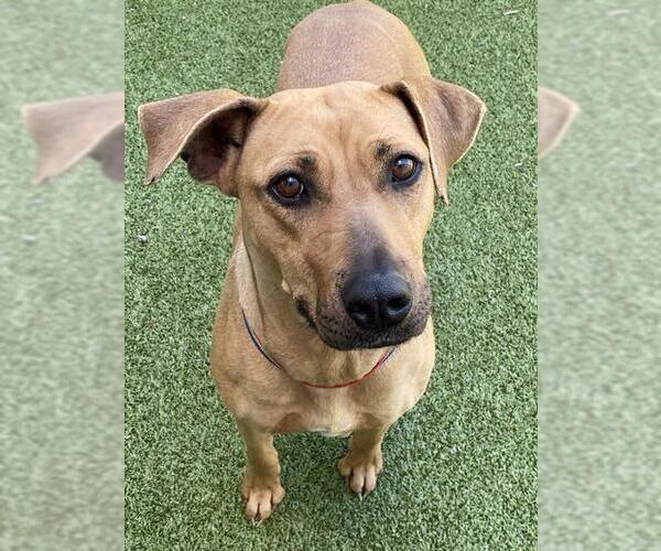 Medium Photo #2 Black Mouth Cur Puppy For Sale in Fayetteville, NC, USA