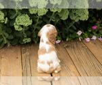 Small Photo #13 Cocker Spaniel Puppy For Sale in NAPPANEE, IN, USA