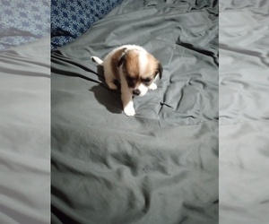 Chihuahua Puppy for sale in SHALLOTTE, NC, USA