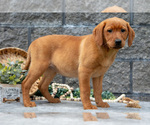 Small Photo #49 Labrador Retriever Puppy For Sale in MILLERSBURG, OH, USA