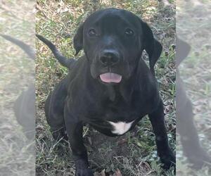 Labrador Retriever-Unknown Mix Dogs for adoption in Texas City, TX, USA