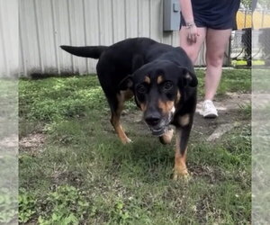 Mutt Dogs for adoption in Houston, TX, USA