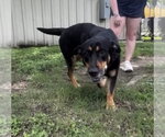 Small #4 Mutt