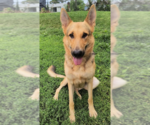 Small #2 German Shepherd Dog