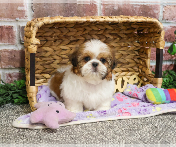 Medium Photo #4 Shih Tzu Puppy For Sale in SYRACUSE, IN, USA