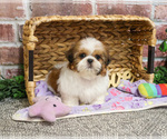 Small #3 Shih Tzu
