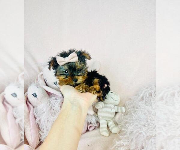 Medium Photo #6 Yorkshire Terrier Puppy For Sale in PEMBROKE PINES, FL, USA