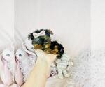 Small #5 Yorkshire Terrier