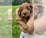 Small #11 Goldendoodle (Miniature)