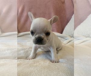French Bulldog Puppy for sale in JOHNS ISLAND, SC, USA