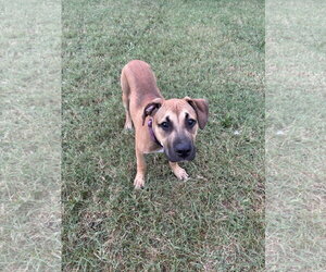 American Staffordshire Terrier-Unknown Mix Dogs for adoption in Holly Springs, NC, USA