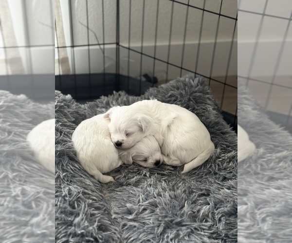 Medium Photo #13 Maltese Puppy For Sale in CITRUS HEIGHTS, CA, USA