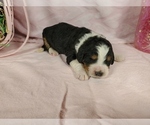 Small Photo #52 Bernedoodle Puppy For Sale in COLORADO SPRINGS, CO, USA