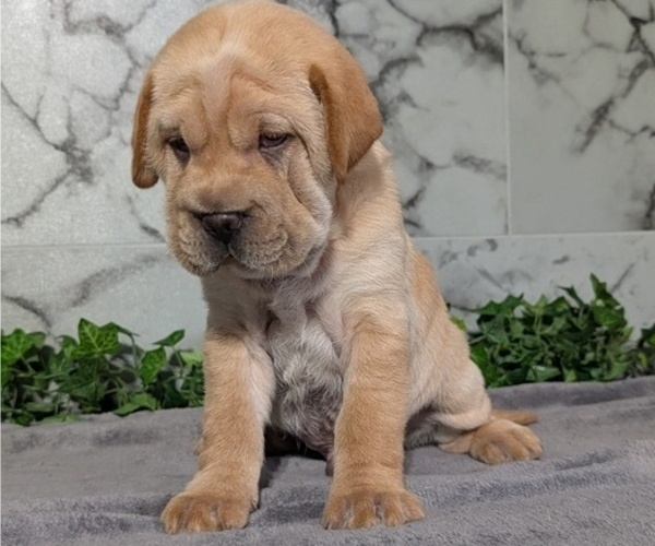 Medium Photo #5 Cocker-Pei Puppy For Sale in GOSHEN, IN, USA
