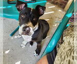 Small Photo #3 American Pit Bull Terrier-American Staffordshire Terrier Mix Puppy For Sale in Chester, VA, USA