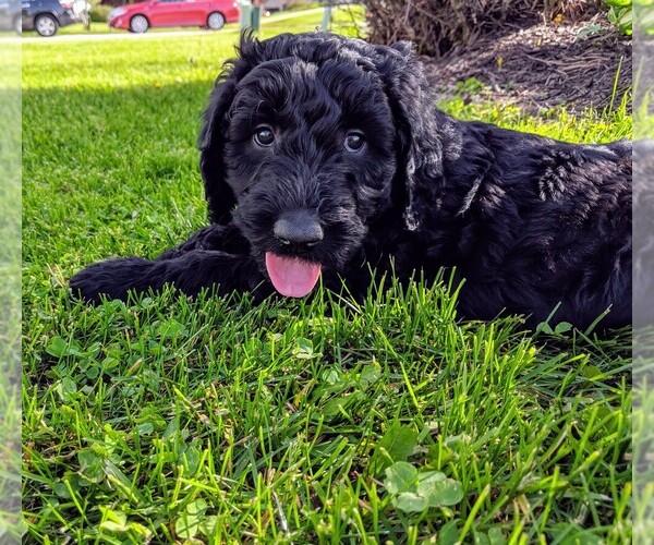 Medium Photo #4 Goldendoodle Puppy For Sale in ROSCOE, IL, USA