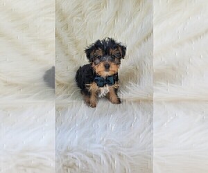 Yorkshire Terrier Puppy for sale in INDIANAPOLIS, IN, USA
