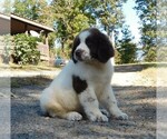 Small Photo #11 Newfoundland Puppy For Sale in CLINTON, AR, USA