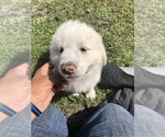 Small Photo #5 Great Pyrenees Puppy For Sale in FROSTPROOF, FL, USA