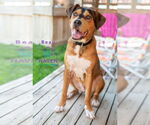 Small #9 Labrador Retriever Mix