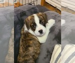Small #1 Bearded Collie Mix