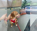 Small #3 Dachshund