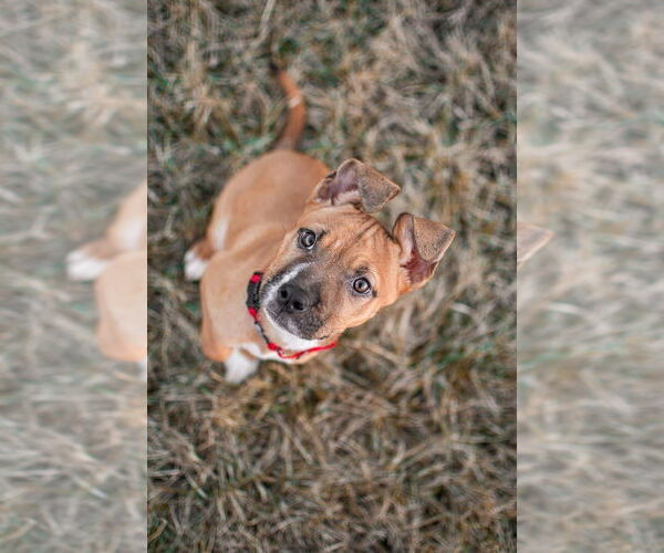 Medium Photo #1 Boxer-Unknown Mix Puppy For Sale in Germantown, OH, USA