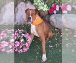 Small #1 American Pit Bull Terrier