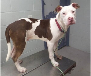 Mutt Dogs for adoption in Augusta, GA, USA