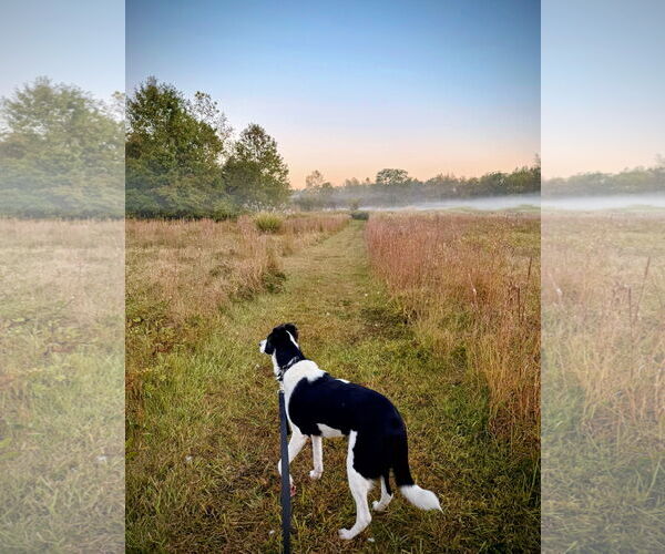 Medium Photo #3 Border Collie-Unknown Mix Puppy For Sale in Rockaway, NJ, USA