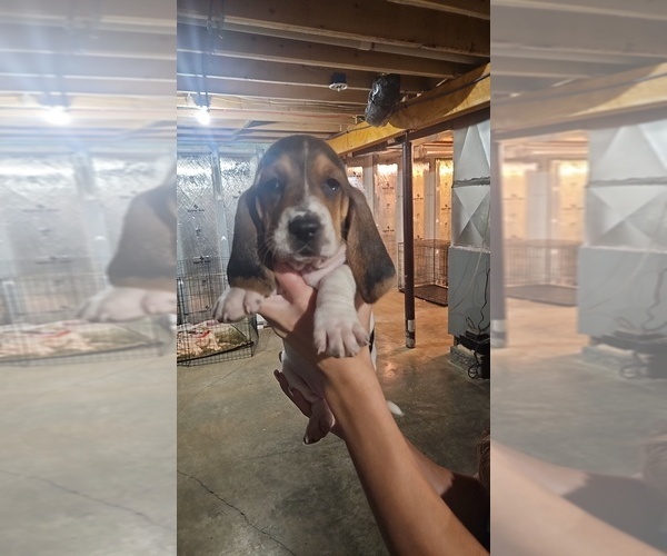 Medium Photo #6 Basset Hound Puppy For Sale in CINCINNATUS, NY, USA