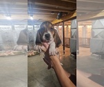Puppy Eleven Basset Hound