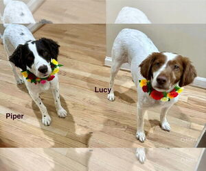 Brittany Dogs for adoption in Curwensville, PA, USA
