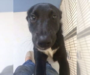 Mutt Dogs for adoption in Pampa, TX, USA