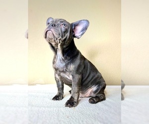 French Bulldog Puppy for sale in OJAI, CA, USA