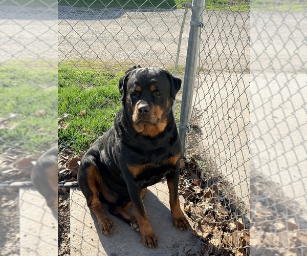 Medium Photo #1 Rottweiler Puppy For Sale in DANVILLE, IL, USA