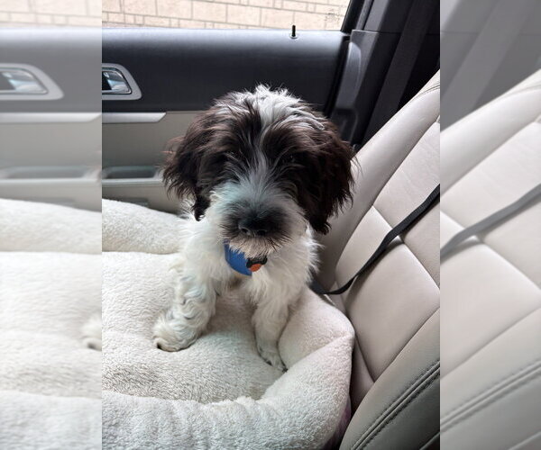 Medium Photo #4 Basset Hound-Maltese Mix Puppy For Sale in Andover, MN, USA