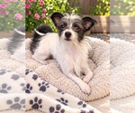 Gracie - Female Chihuahua-Unknown Mix Dog for Adoption - Small photo