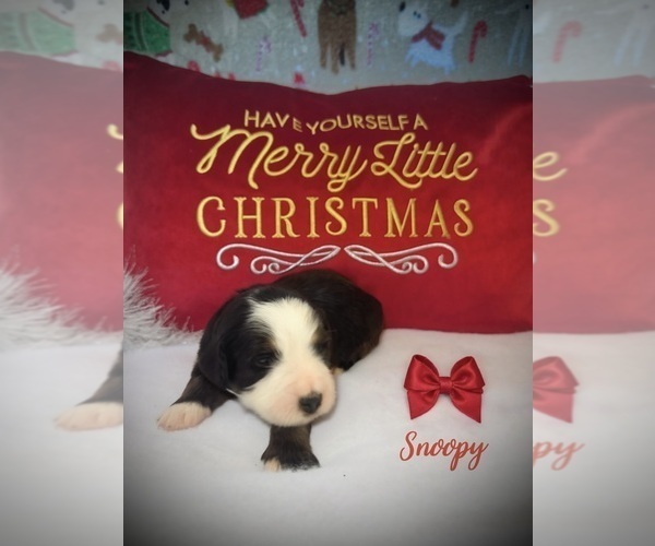 Medium Photo #1 Bernedoodle Puppy For Sale in SIMI VALLEY, CA, USA