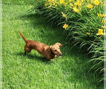 Small #2 Dachshund