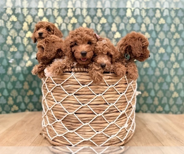 Medium Photo #1 Goldendoodle mix (+ Poodle Miniature) Puppy For Sale in OREM, UT, USA