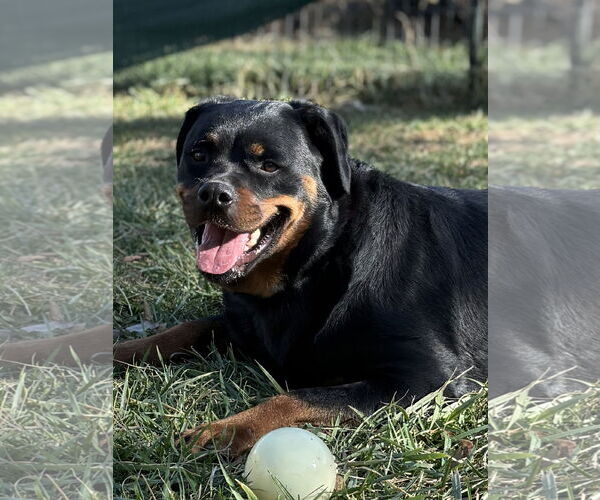 Medium Photo #1 Rottweiler Puppy For Sale in Mooresville, NC, USA