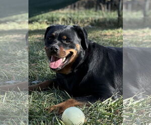 Rottweiler Dogs for adoption in Mooresville, NC, USA