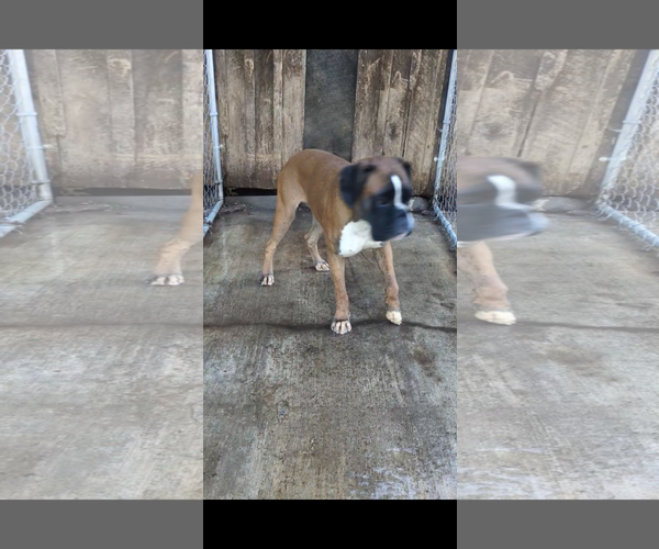 Medium Photo #2 Boxer Puppy For Sale in Rustburg, VA, USA