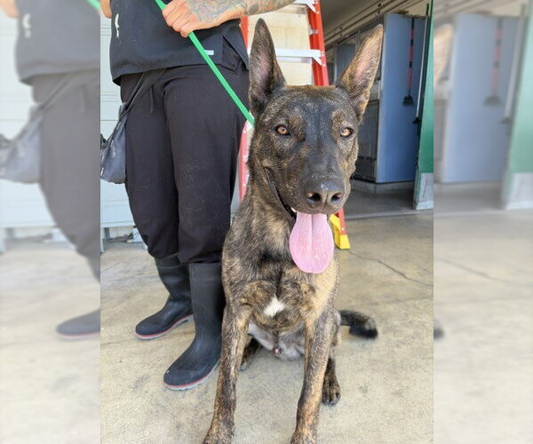 Medium Photo #1 Holland Shepherd Puppy For Sale in San Bernardino, CA, USA