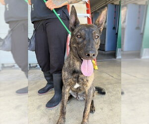 Holland Shepherd Dogs for adoption in San Bernardino, CA, USA