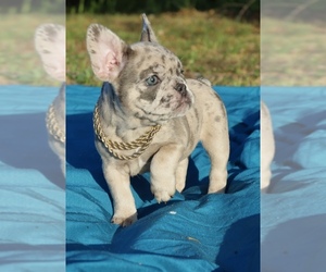 Medium French Bulldog