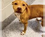 Small #1 American Pit Bull Terrier Mix